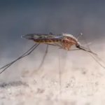 Укус комара: опасность для человека, симптоматика, первая помощь