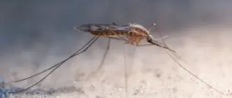 Укус комара: опасность для человека, симптоматика, первая помощь