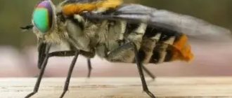 Horsefly bite: dangers, first aid, treatment methods