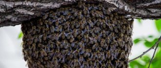 Hive of wild bees