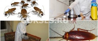 Destruction of cockroaches with gas