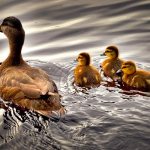 duck with ducklings