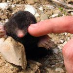 In fact, moles have eyes, and they are located approximately in the same place as other mammals.