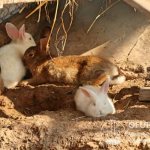 Recently, many rabbit breeders are moving away from cage farming and using the pit method of keeping animals.