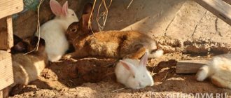 Recently, many rabbit breeders are moving away from cage farming and using the pit method of keeping animals.