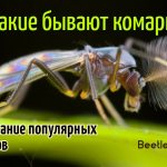 В природе встречаются разные виды комаров