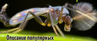 В природе встречаются разные виды комаров