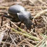 Hungarian ground beetle