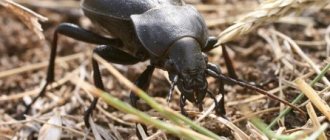 Hungarian ground beetle