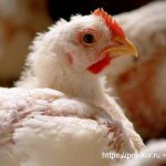 Broiler weight: table by day and what affects growth?