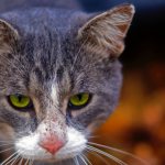 Types of scabies in cats