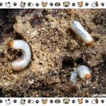 Types-of-chafer-beetles-lifestyle-structural-features-9