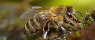 Types of bees - which breed is better to choose