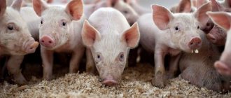 Types of bedding for pigs