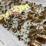 Виды тараканов которые заводятся в квартире