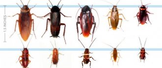 Types of cockroaches