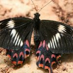 Виды ядовитых бабочек