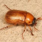 beetle species