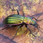 Species-of-beetles-Classification-features-of-structure-and-behavior-name-and-photo-species-of-beetles-4