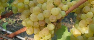 Grapes Kishmish