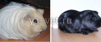 Lie eaters in guinea pigs treatment