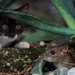 Влияют ли гены на умение кошки ловить грызунов