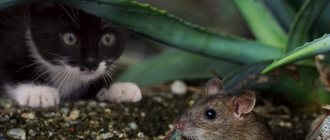 Do genes influence a cat&#39;s ability to catch rodents?