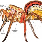 Internal structure of a spider