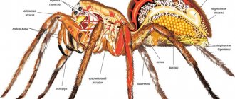 Internal structure of a spider