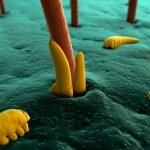 Hair mite in humans