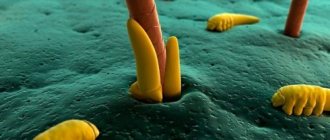 Hair mite in humans