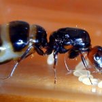 Воспроизведение потомства муравьев