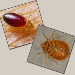 When choosing a means and method for exterminating bedbugs, it is useful to first read the reviews of those people who have already gone through this and are ready to share the important nuances of this difficult fight against parasites...
