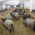 Is it profitable to keep sheep?