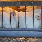 raising broilers in cages