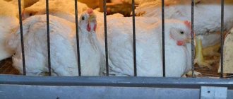 raising broilers in cages