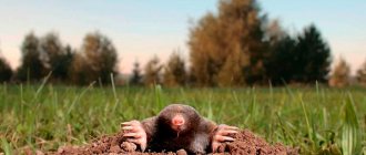 Let&#39;s find out what moles are most afraid of and how this can be applied in practice to scare them away from the site.