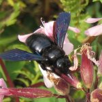 Xylocopa violacea. In the UK it is called Violet carpenter bee, literally corresponds to the Russian name 