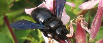 Xylocopa violacea. In the UK it is called Violet carpenter bee, literally corresponds to the Russian name 