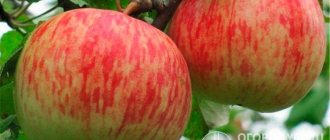 Apples of the &quot;Bellefleur-Chinese&quot; variety do not fall off the tree during the ripening process and retain their aroma throughout the entire shelf life
