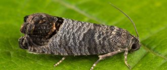 Apple codling moth and effective methods of combating it