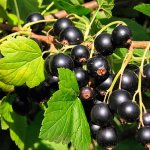 Currant berries on a bush