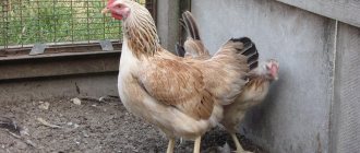 Zagorsk breed of chickens