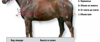 Horse measurements