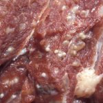 Contaminated Meat