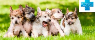 Защита собак от блох и клещей
