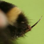Bumblebee sting