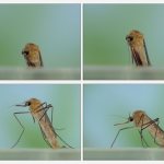 Life cycle of mosquitoes photo