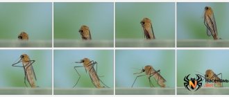 Life cycle of mosquitoes photo