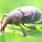 beetle weevil